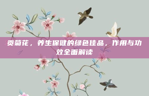 贡菊花，养生保健的绿色佳品，作用与功效全面解读