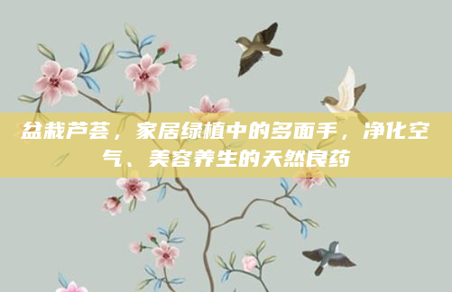 盆栽芦荟，家居绿植中的多面手，净化空气、美容养生的天然良药
