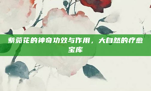 紫菀花的神奇功效与作用，大自然的疗愈宝库