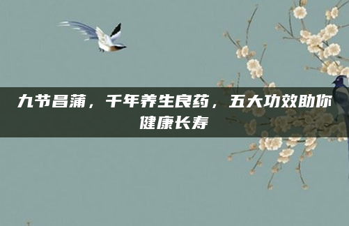 九节昌蒲，千年养生良药，五大功效助你健康长寿