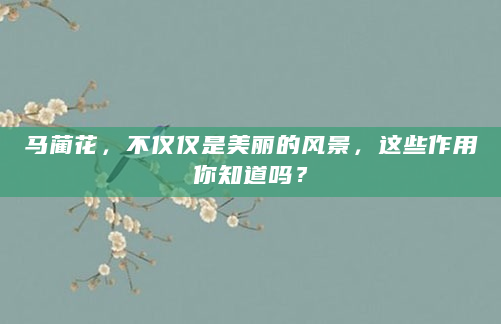 马蔺花，不仅仅是美丽的风景，这些作用你知道吗？
