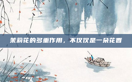 茉莉花的多重作用，不仅仅是一朵花香