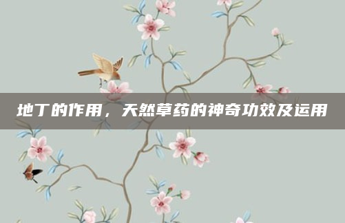 地丁的作用，天然草药的神奇功效及运用