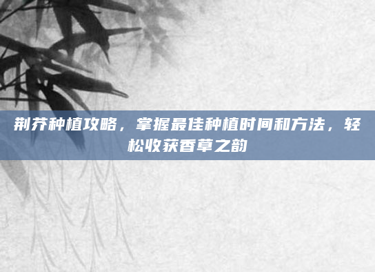 荆芥种植攻略，掌握最佳种植时间和方法，轻松收获香草之韵