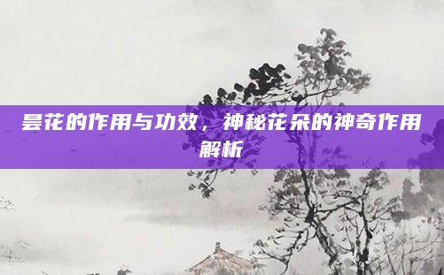 昙花的作用与功效，神秘花朵的神奇作用解析