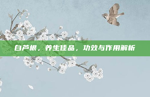白芦根，养生佳品，功效与作用解析