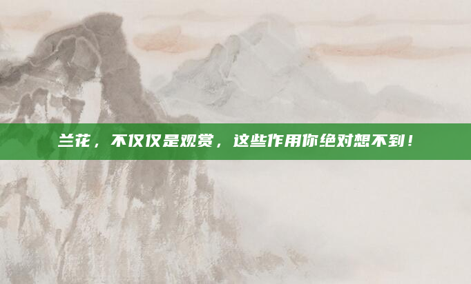 兰花，不仅仅是观赏，这些作用你绝对想不到！