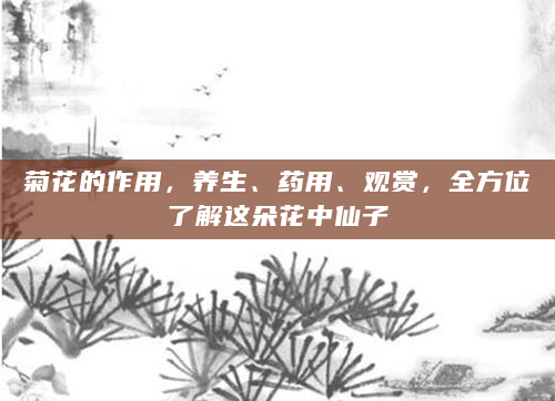 菊花的作用，养生、药用、观赏，全方位了解这朵花中仙子