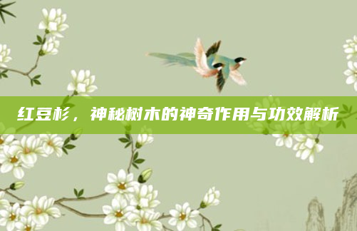 红豆杉，神秘树木的神奇作用与功效解析