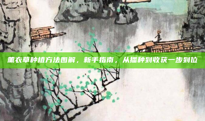 薰衣草种植方法图解，新手指南，从播种到收获一步到位