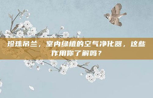 珍珠吊兰，室内绿植的空气净化器，这些作用你了解吗？
