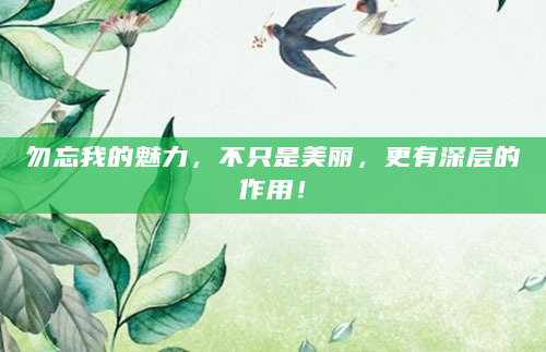 勿忘我的魅力，不只是美丽，更有深层的作用！