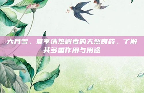 六月雪，夏季清热解毒的天然良药，了解其多重作用与用途