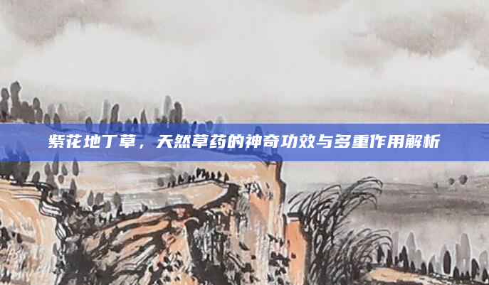 紫花地丁草，天然草药的神奇功效与多重作用解析