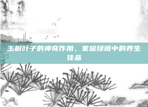 玉树叶子的神奇作用，家居绿植中的养生佳品