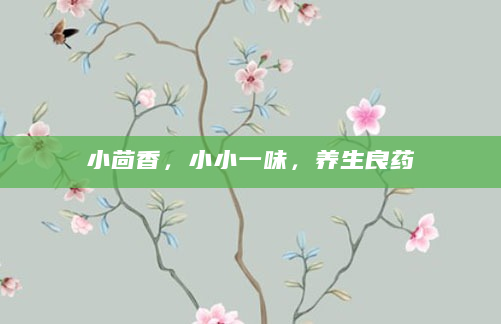 小茴香，小小一味，养生良药